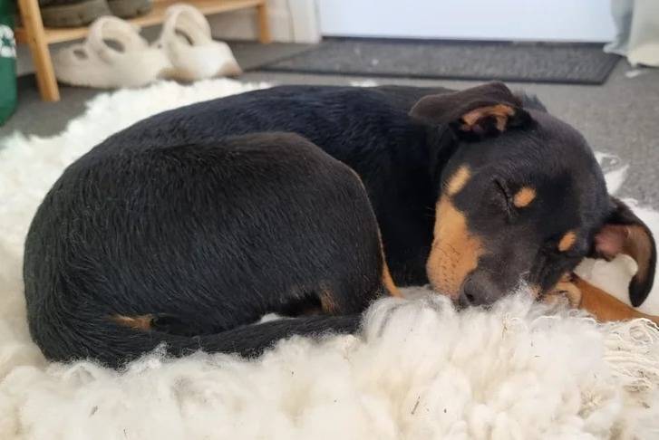 Un Pembroke Kelpie Dog allongé et semblant dormir 