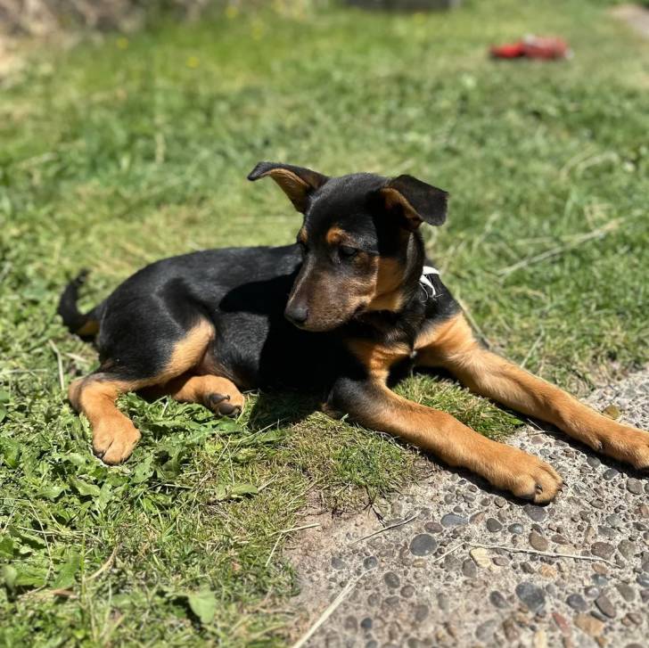 Un Pembroke Kelpie Dog allongé sur une surface herbacée et portant un collier autour du cou