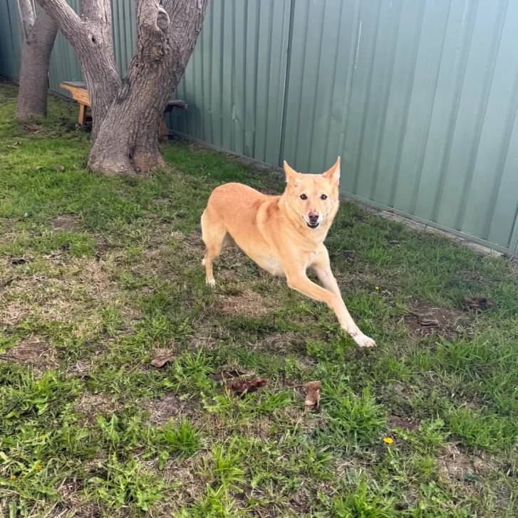 Un Pembroke Kelpie Dog courant sur une surface herbacée et regardant vers la caméra 