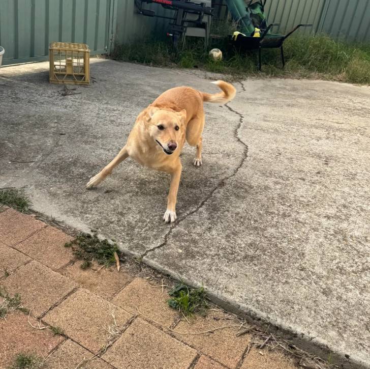 Un Pembroke Kelpie Dog sur une surface bétonnée 