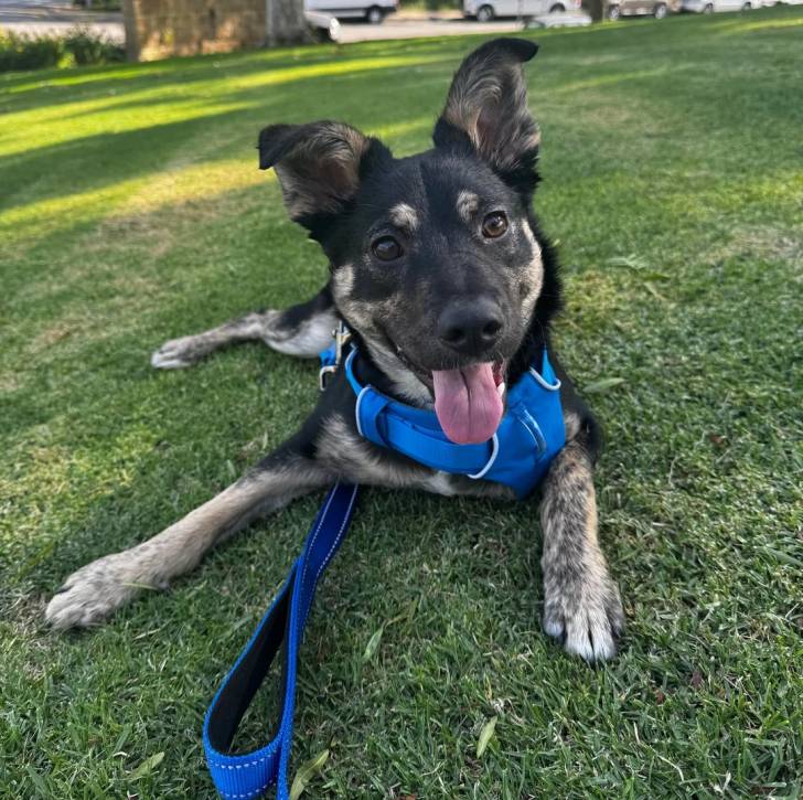 Un Pembroke Kelpie Dog ayant la langue pendante et qui est tenu en laisse 