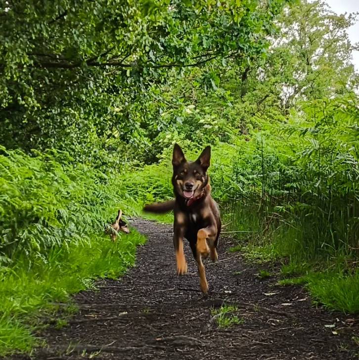 Un Pembroke Kelpie Dog courant dans une allée et tirant la langue 