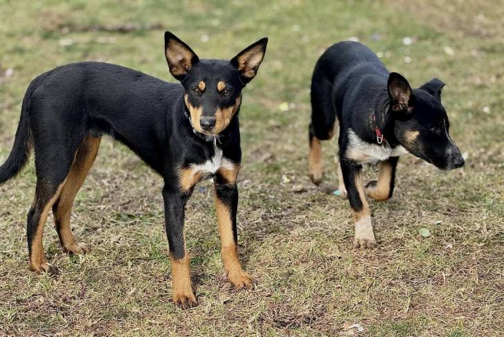 Deux Pembroke Kelpie Dog sur une surface herbacée et portant tous deux un collier autour de leurs cous 