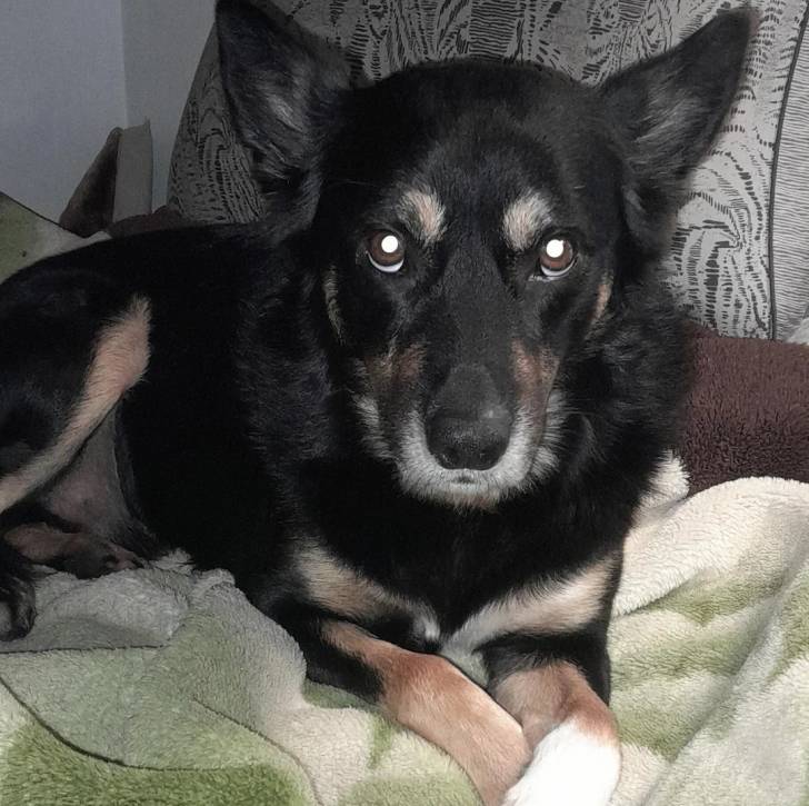 Un Pembroke Kelpie Dog allongé sur un canapé 