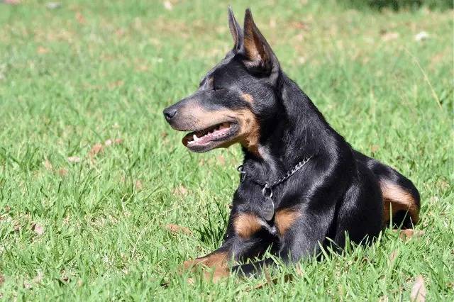 Un Pembroke Kelpie Dog allongé sur une surface herbacée et portant un collier autour du cou
