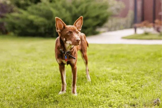Un Pembroke Kelpie Dog sur un terrain herbeux et portant un collier autour du cou