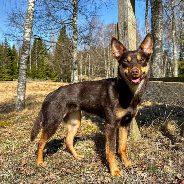 Un Pembroke Kelpie Dog sur une surface herbacée et tirant la langue 