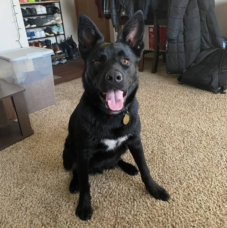Un Pembroke Kelpie Dog assis sur une moquette et portant un collier autour du cou