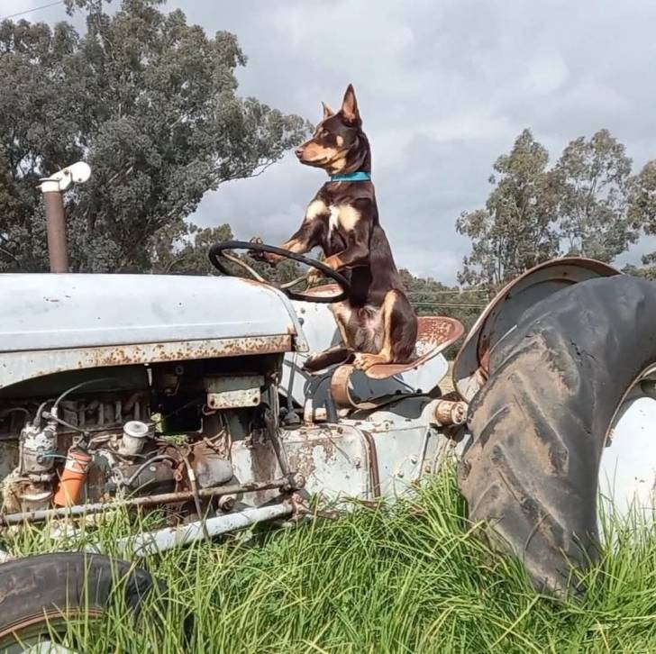 Un Pembroke Kelpie Dog assis sur un vieux tracteur et portant un collier autour du cou