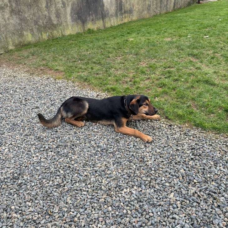 Un Pembroke Kelpie Dog allongé sur des gravillons et portant un collier autour du coiu