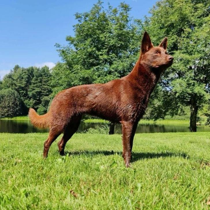Un Pembroke Kelpie Dog  sur une surface gazonnée et semblant détendu
