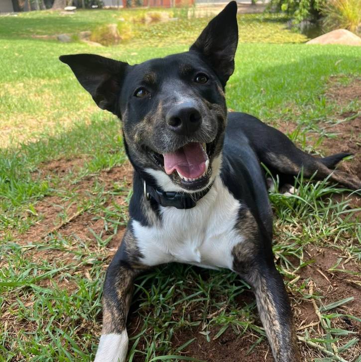Un Pembroke Kelpie Dog allongé sur une surface herbacée et portant un collier autour du cou