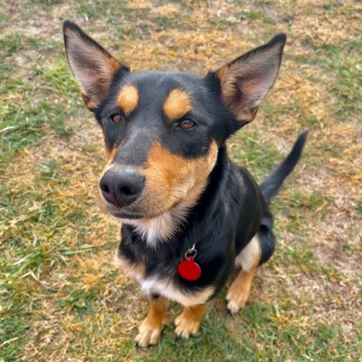 Un Pembroke Kelpie Dog assis sur un terrain herbeux et portant un collier autour du cou