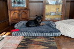 Un Pembroke Kelpie Dog allongé sur un lit pour chien et regardant vers la caméra 