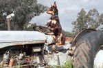 Un Pembroke Kelpie Dog assis sur un vieux tracteur et portant un collier autour du cou
