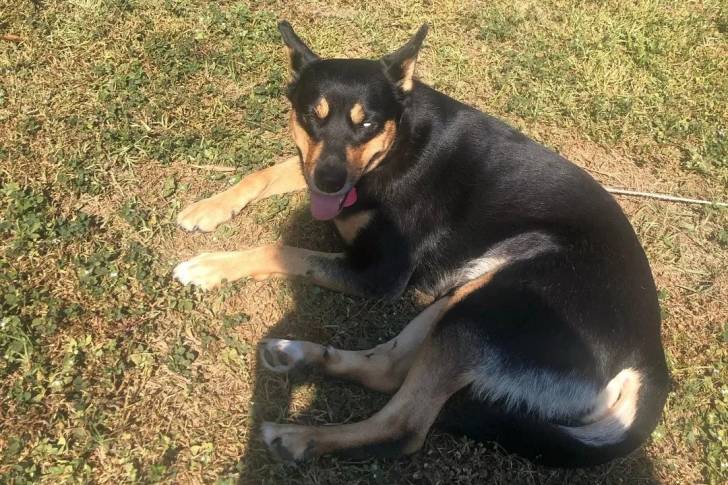 Un Pembroke Kelpie Dog allongé sur une surface herbacée et qui est tenu en laisse 