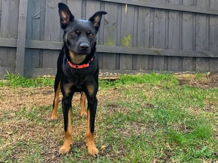 Un Pembroke Kelpie Dog sur une surface herbacée et portant un collier autour du cou