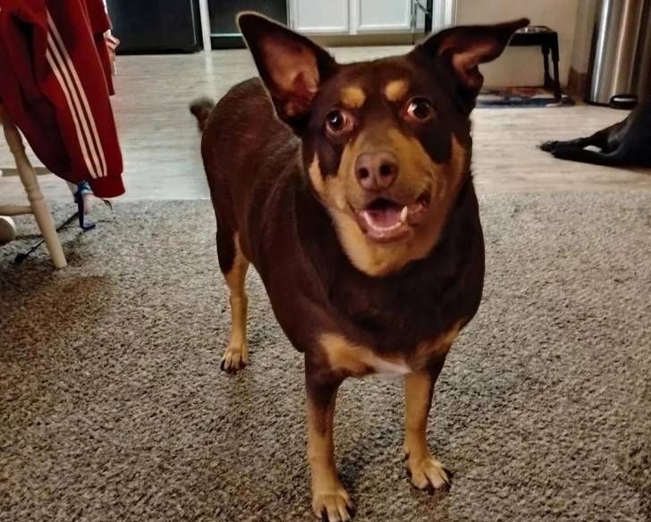 Un Pembroke Kelpie Dog sur une moquette 