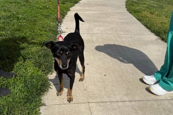 Un Pembroke Kelpie Dog sur une surface bétonnée et qui est tenu en laisse 