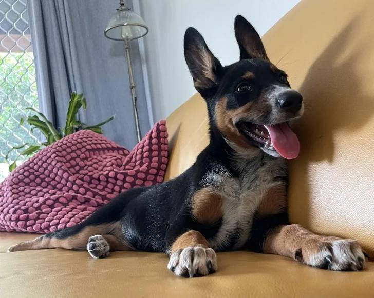Un Pembroke Kelpie Dog allongé sur un canapé et ayant la langue pendante 