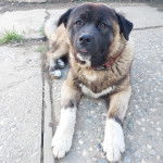 Un Akita Chow sur une surface b&eacute;tonn&eacute;e et portant un collier autour du cou