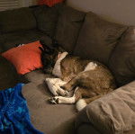 Un Akita Chow allong&eacute; sur un canap&eacute; et portant un collier autour du cou