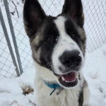 Un Akita Chow assis sur une surface enneig&eacute;e et portant un collier autour du cou