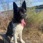 Un Akita Chow assis sur un banc en bois et ayant la langue pendante 