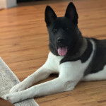 Un Akita Chow allong&eacute; sur un plancher et tirant la langue 