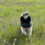 Un Akita Chow marchant sur un terrain herbeux et tirant la langue 