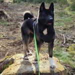 Un Akita Chow sur un tronc d'arbre et qui est tenu en laisse 