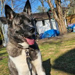 Un Akita Chow tirant la langue et qui est tenu en laisse 