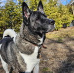 Un Akita Chow sur un terrain herbex et portant un collier autour du cou