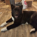 Un Akita Chow allong&eacute; sur un plancher et portant un collier autour du cou