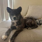 Un Akita Chow allong&eacute; sur un canap&eacute; et regardant vers la cam&eacute;ra 