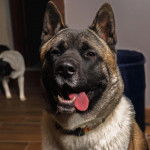 Un Akita Chow ayant la langue pendante et portant un collier autour du cou