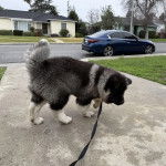 Un Akita Chow marchant sur une surface b&eacute;tonn&eacute;e et qui est tenu en laisse 