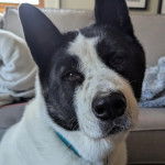 Un Akita Chow portant un collier autour du cou et regardant vers la cam&eacute;ra 