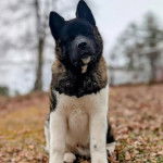 Un Akita Chow assis sur un sol jonch&eacute;s de feuilles mortes et regardant vers la cam&eacute;ra 