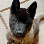 Un Akita Chow assis sur une surface b&eacute;tonn&eacute;e et portant un collier autour du cou
