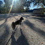 Un Akita Chow sur une surface rocailleuse et qui est tenu en laisse 