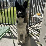 Un Akita Chow assis et regardant vers la cam&eacute;ra 