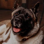 Un Akita Chow tirant la langue et portant un collier autour du cou