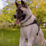 Un Akita Chow ayant la langue et portant un harnais 