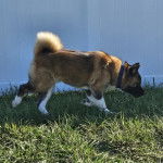 Un Akita Chow marchant sur un terrain herbeux et portant un collier autour du cou