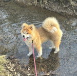 Un Akita Chow dans l'eau et qui est tenu en laisse 