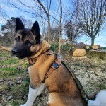 Un Akita Chow assis sur un terrain herbeux et portant un harnais 