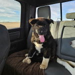 Un Akita Chow assis sur le si&egrave;ge d'une voiture et ayant la langue pendante 