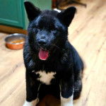 Un Akita Chow assis sur un plancher et ayant la gueule l&eacute;g&egrave;rement ouverte 