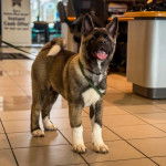 Un Akita Chow sur un sol carrel&eacute; et qui est tenu en laisse 